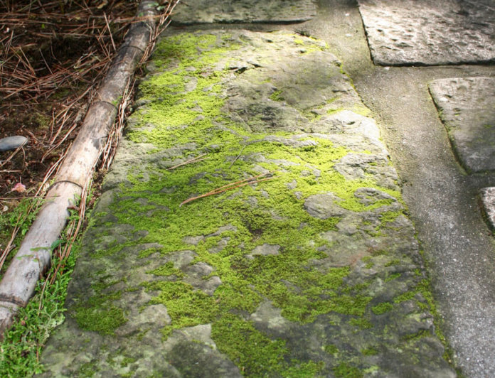 Beautiful moss on the stone tiles groene aanslag